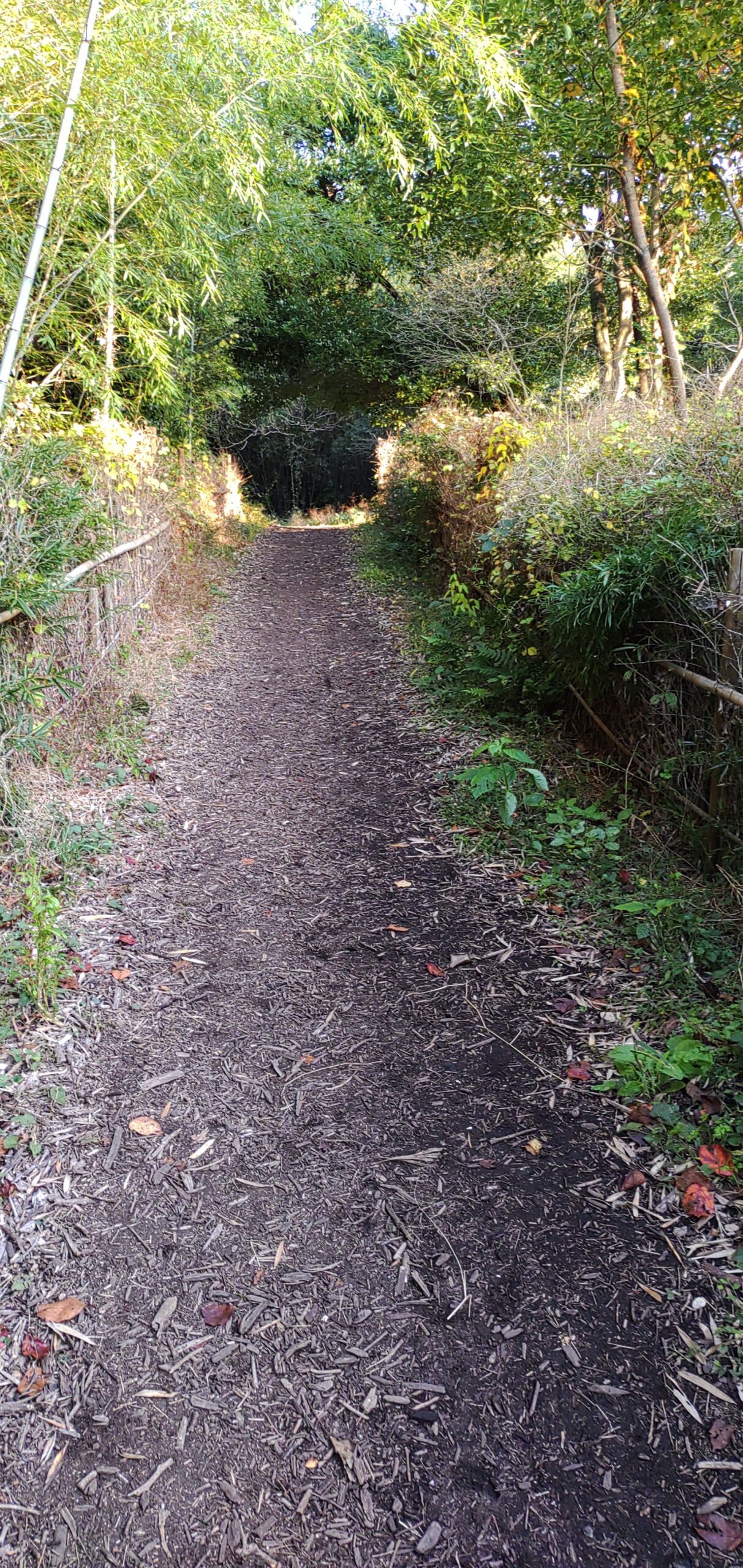 大高緑地公園の中の竹林散策路